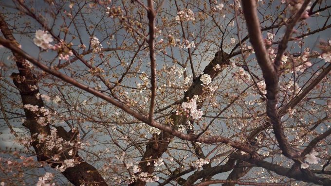 3月てけらん開催しました（平日夜＠皇居）(お花見しました)