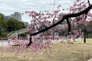 3月定期ラン行いました(皇居開催)