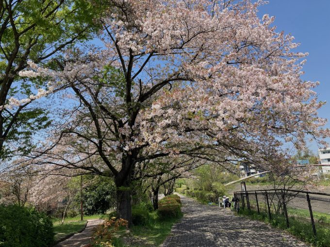 4月定期ラン行いました(多摩川・国立開催)