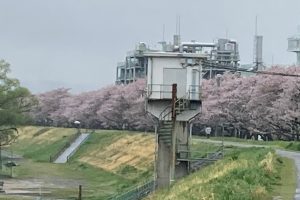 4月定期ラン行いました(多摩川・国立開催)