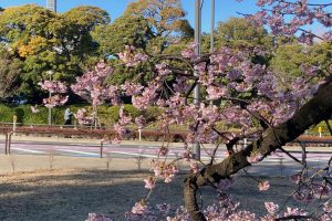 3月定期ラン行いました(皇居開催) 3月定期ラン行いました(皇居開催)