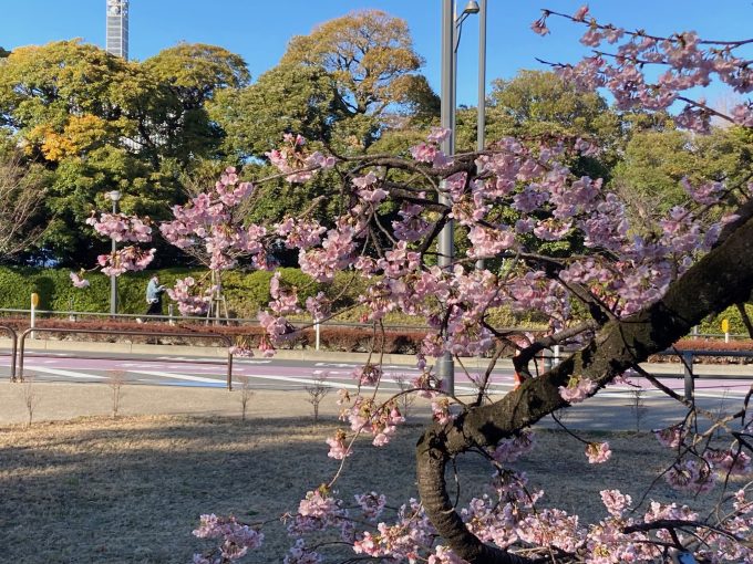 3月定期ラン行いました(皇居開催)